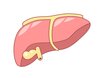 胆嚢と肝臓