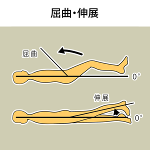 股の屈曲・伸展