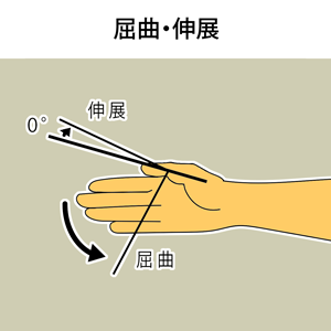 手の親指の先の屈曲・伸展
